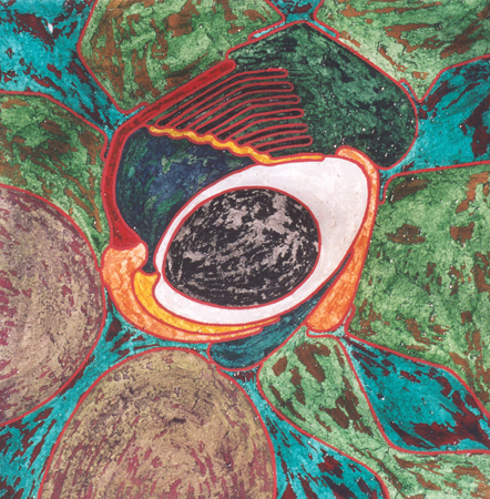 oeil 2